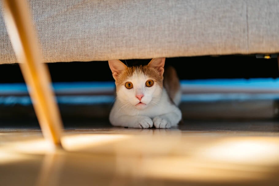 Um esconderijo funciona como um refúgio emocional, um ponto de descanso e uma ferramenta poderosa para promover bem-estar do gato dentro de casa