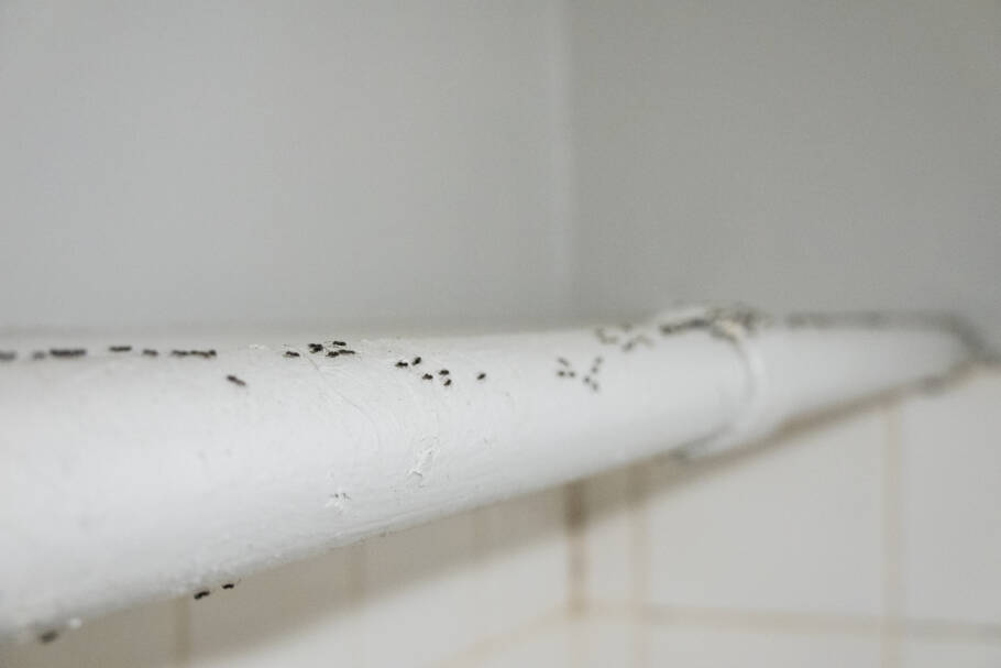 O giz branco contém substâncias minerais que podem dificultar a leitura das trilhas que as formigas fazem