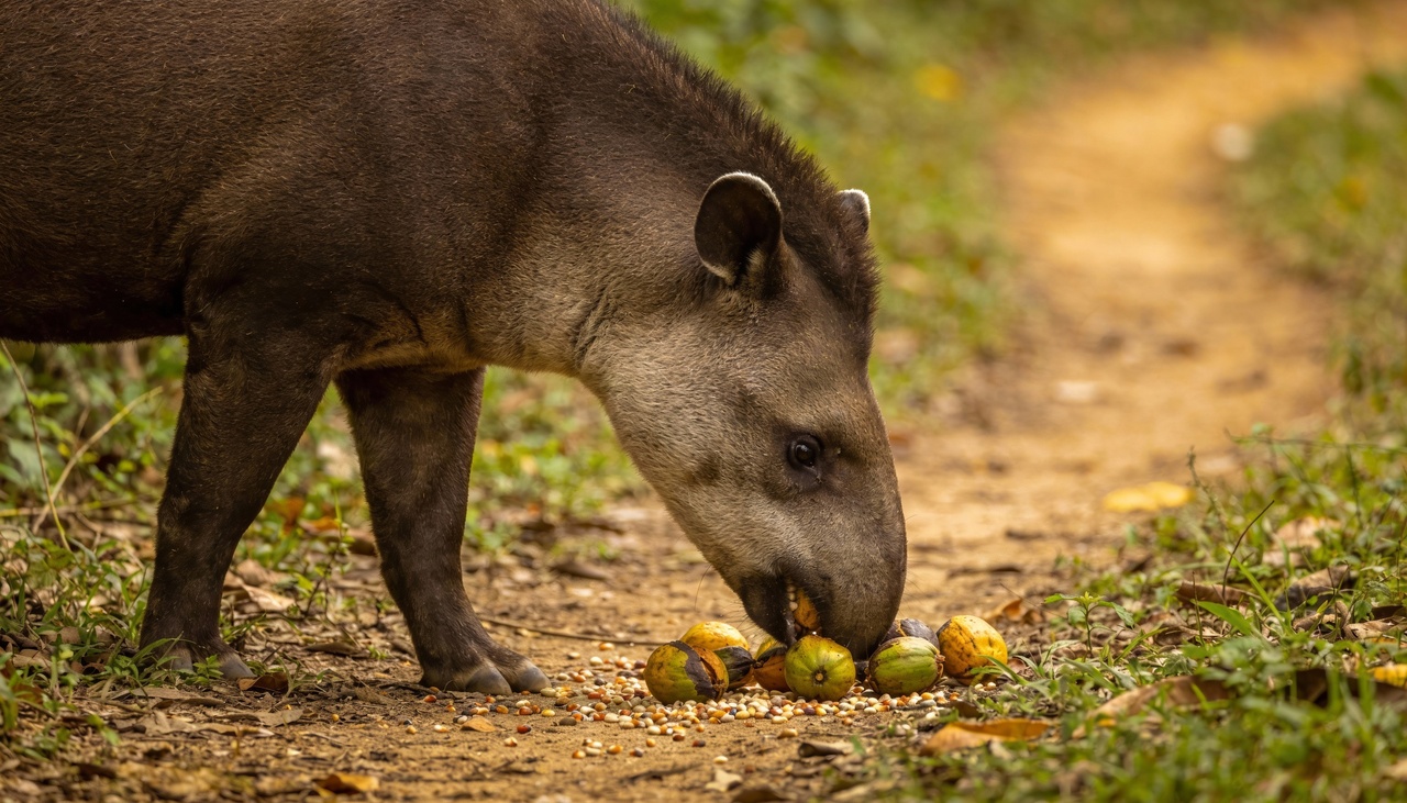 O animal consome uma variedade imensa de frutos e vegetais ao longo do dia em seu habitat