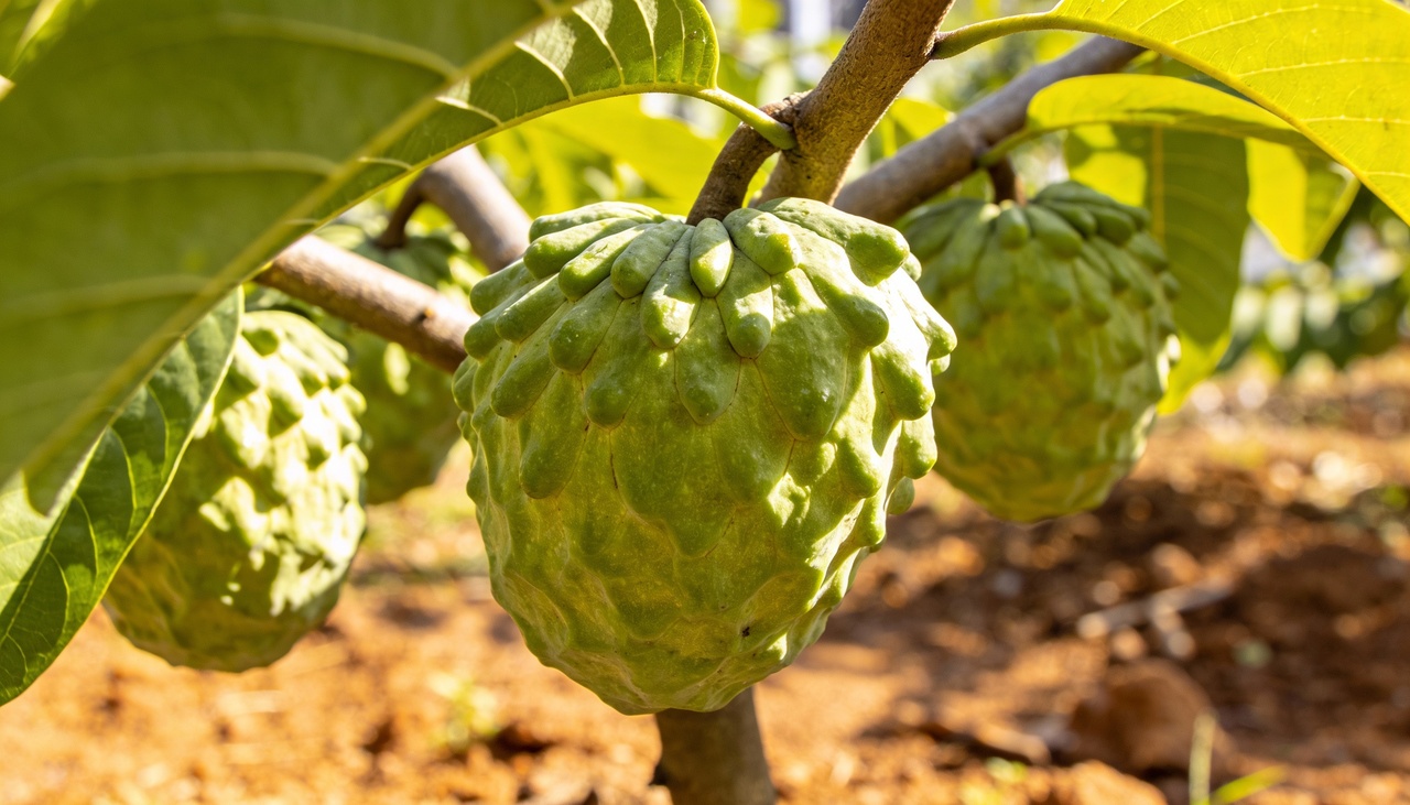 A fruta apresenta uma casca verde com protuberâncias que indicam a maturação ideal