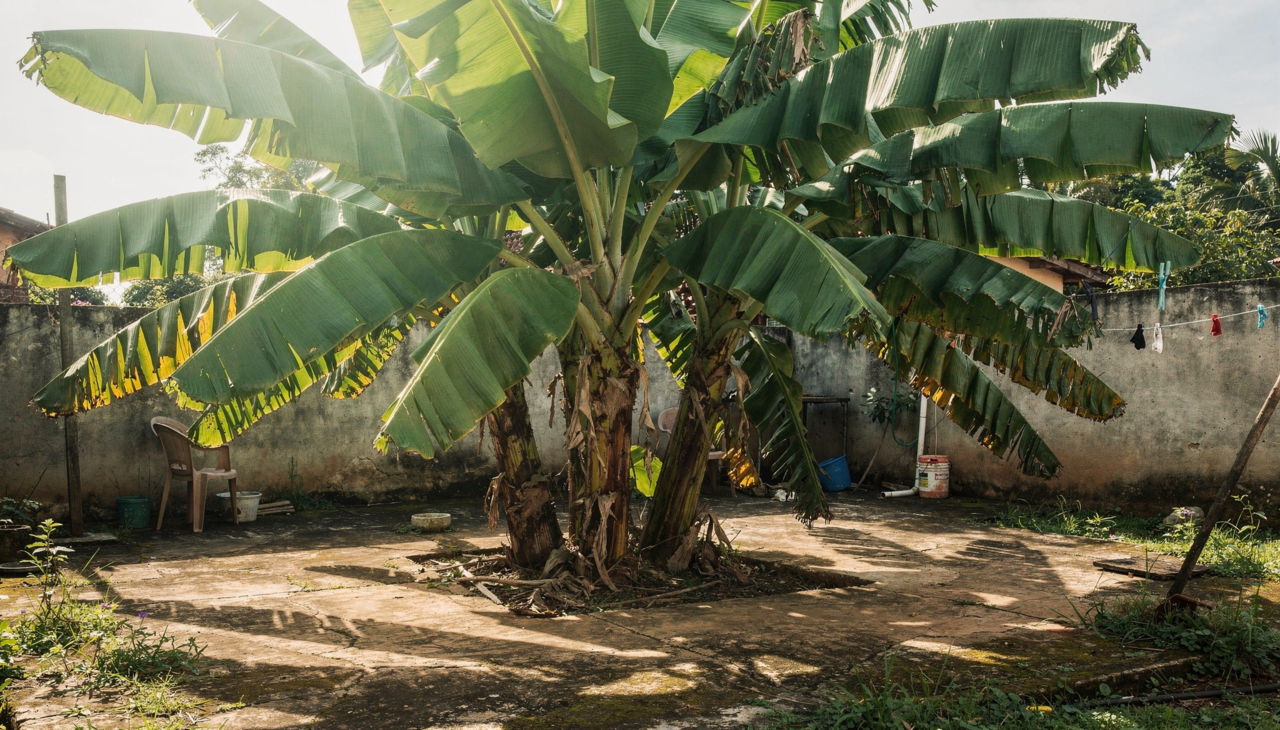 A bananeira cresce vigorosamente em praticamente qualquer tipo de solo desde que tenha água disponível regularmente