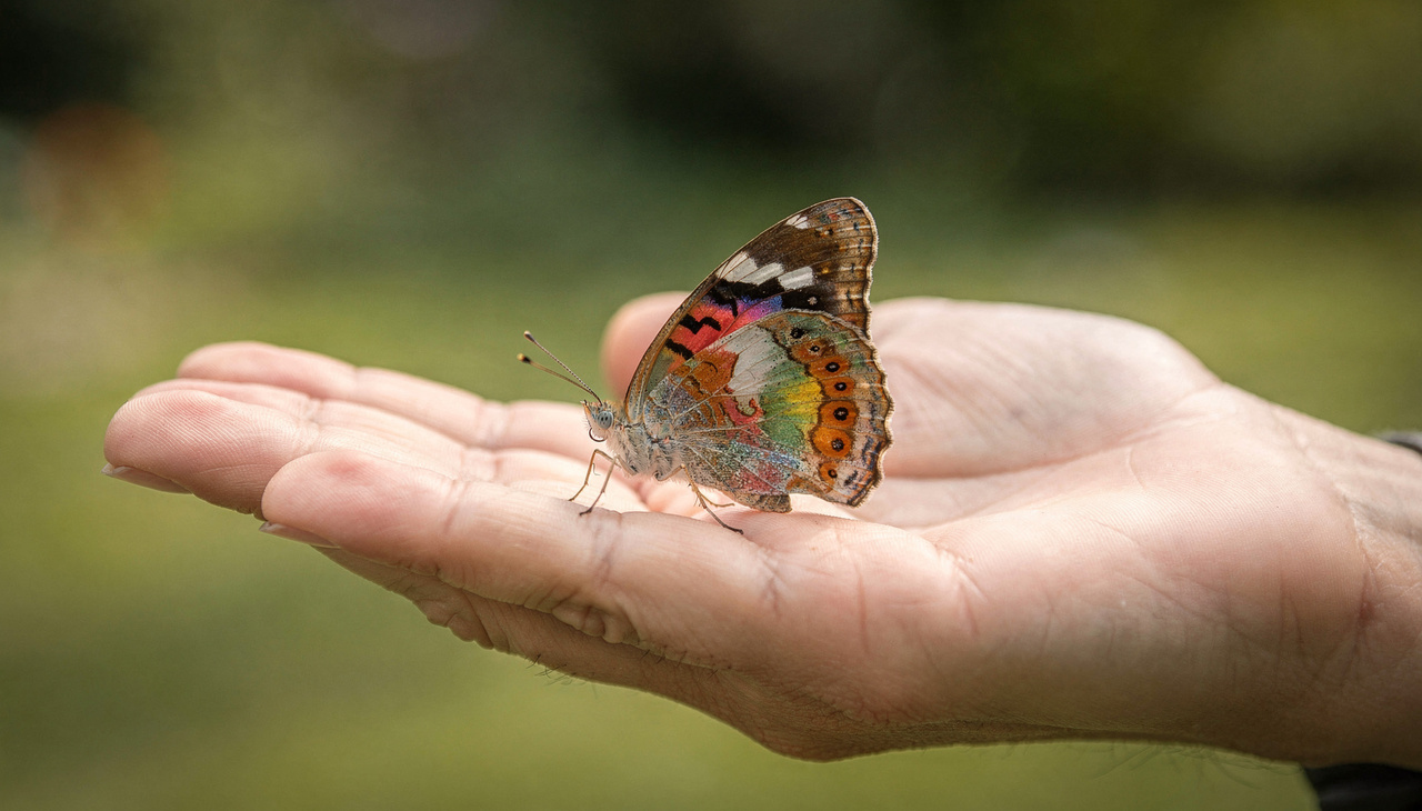 A principal interpretação ligada à pergunta “o que significa quando uma borboleta pousa em você” é a ideia de transformação