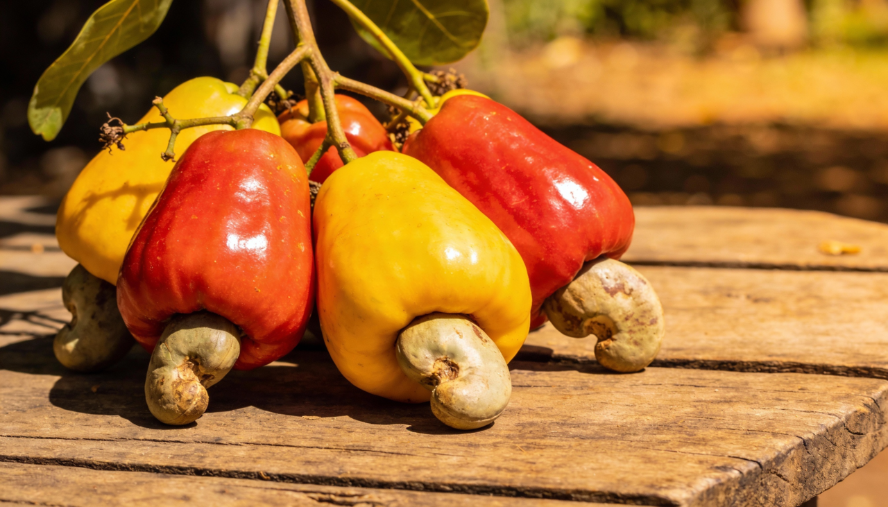 O caju fresco permite diversas preparações que vão muito além do consumo in natura