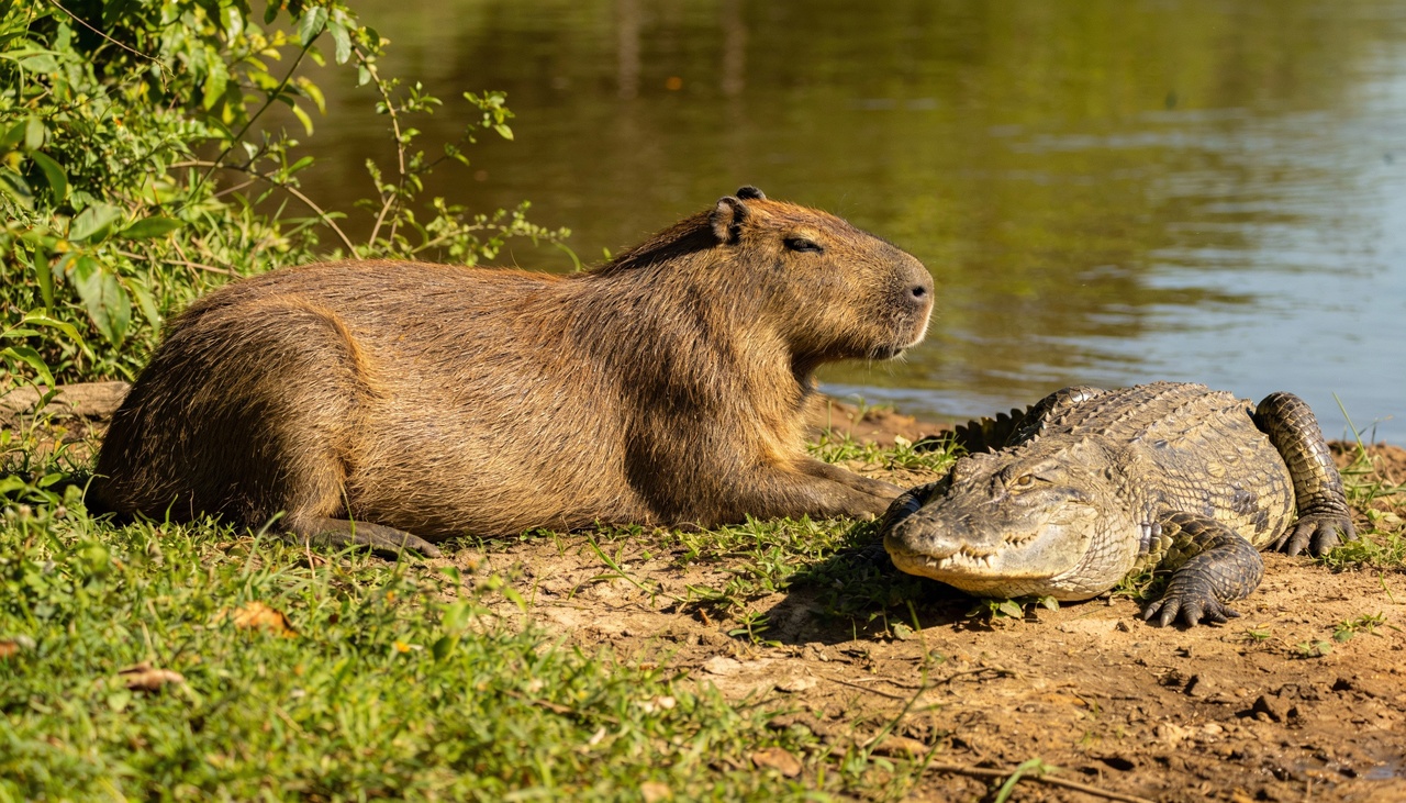 Muitas pessoas acreditam que os animais possuem um pacto de amizade quando descansam próximos nas margens dos rios