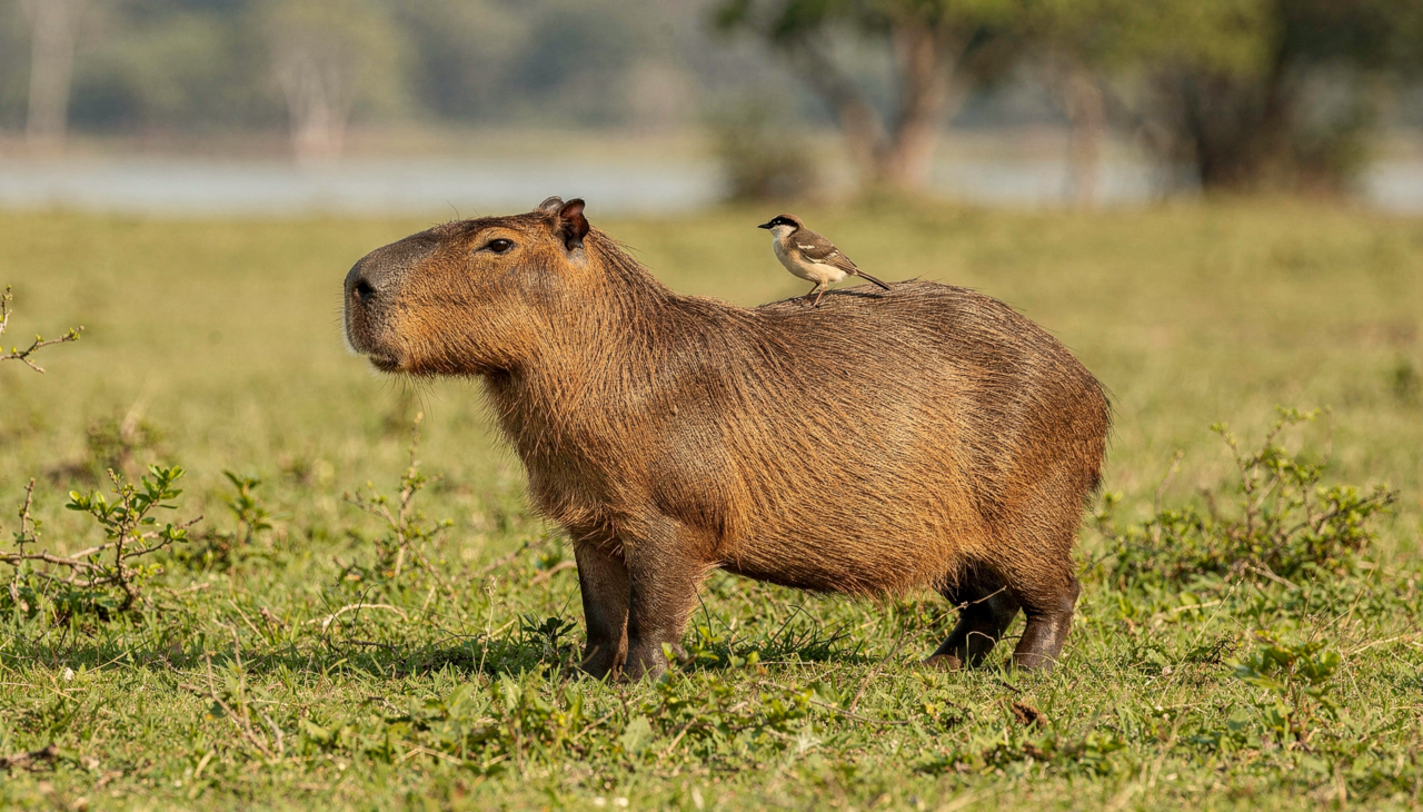 A tranquilidade absoluta desses animais transmite uma sensação de paz que raramente encontramos em outras espécies no dia a dia
