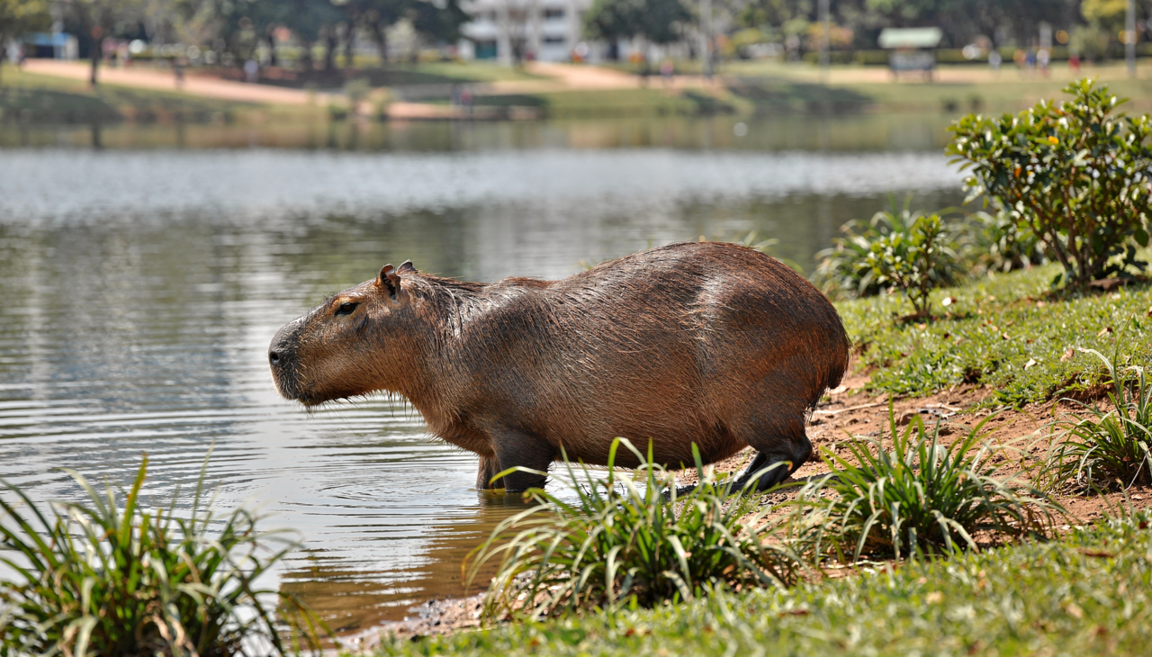 A tranquilidade absoluta desses animais transmite uma sensação de paz que raramente encontramos em outras espécies no dia a dia