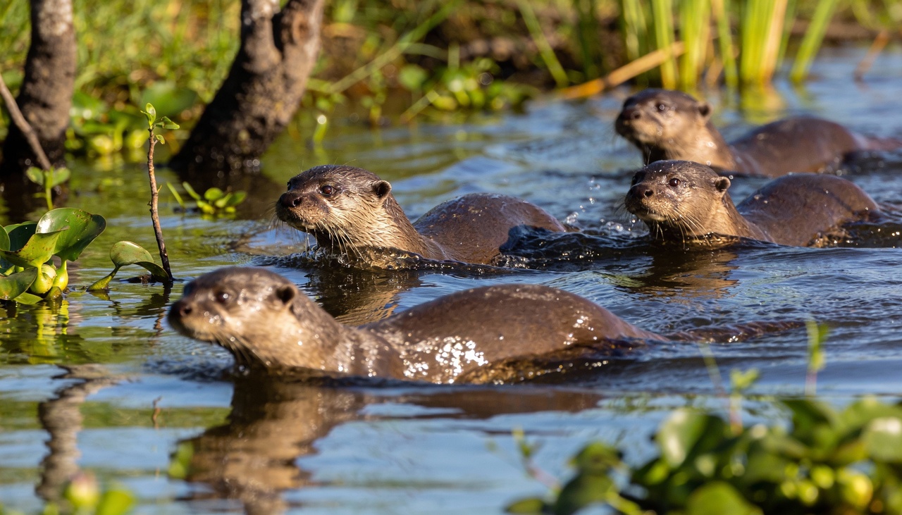 Algumas espécies de aves realizam rituais de acasalamento tão elaborados que envolvem coreografias sincronizadas e limpeza meticulosa do solo
