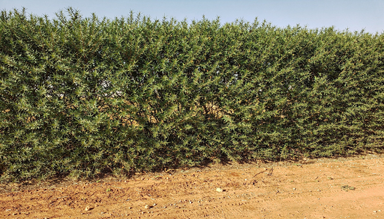 A árvore "sentinela de ferro" que protege sua casa do vento forte e ainda dá privacidade