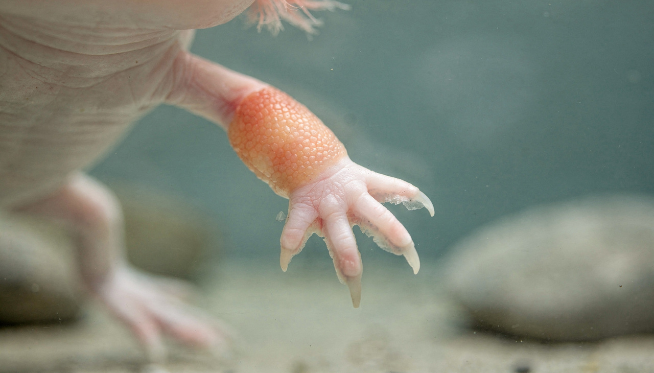 O processo biológico inicia quando as células no local exato da lesão se desdiferenciam para formar uma estrutura celular potente chamada blastema