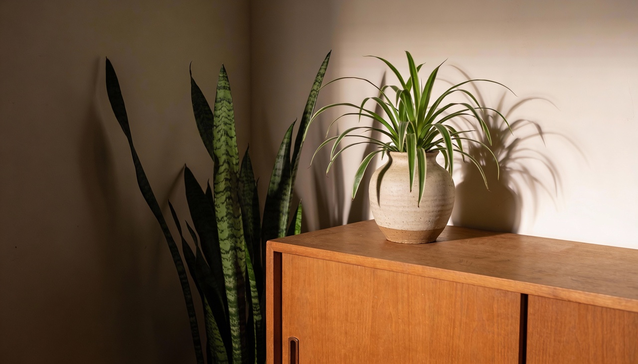 Decorar ambientes internos exige conhecimento técnico sobre a necessidade biológica de cada espécie escolhida para o local