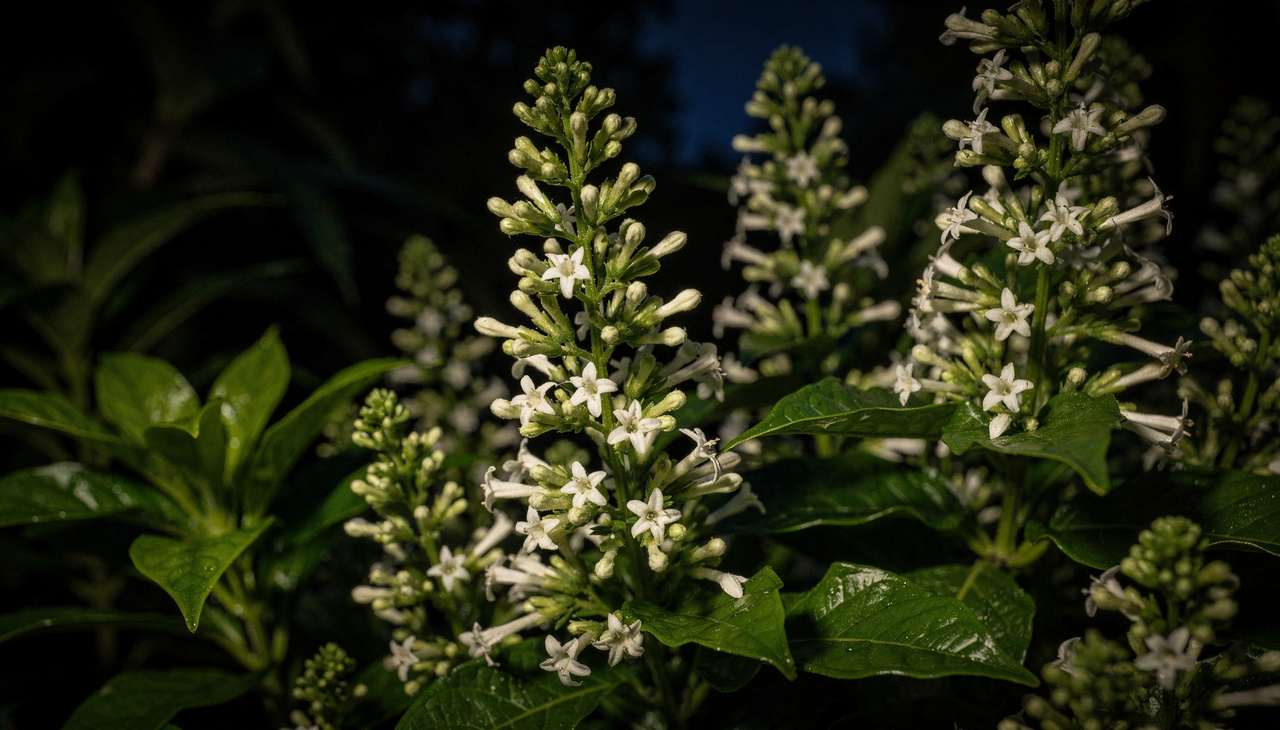 Mais do que uma planta ornamental, a dama-da-noite altera a forma como o jardim é percebido