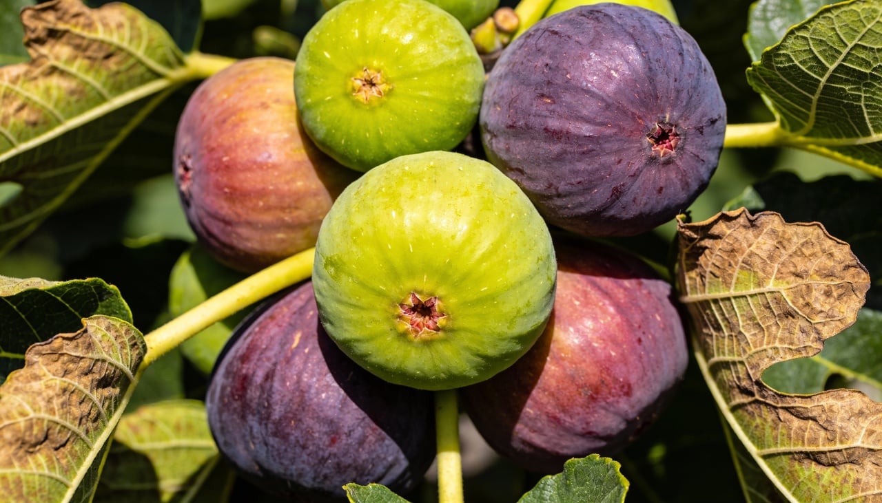Existem três tipos principais de figos cultivados especialmente na Itália, cada um com características únicas de sabor
