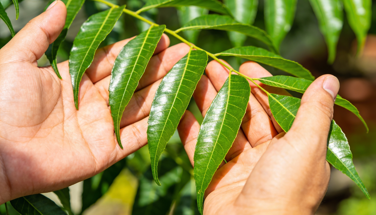 A planta libera substâncias como a azadiractina através de suas folhas e raízes