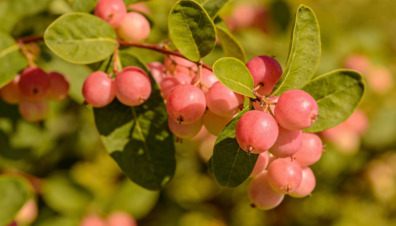 O plantio desta espécie garante um microclima agradável em poucos anos devido à sua copa ampla e pendente que filtra a luz solar com eficiência