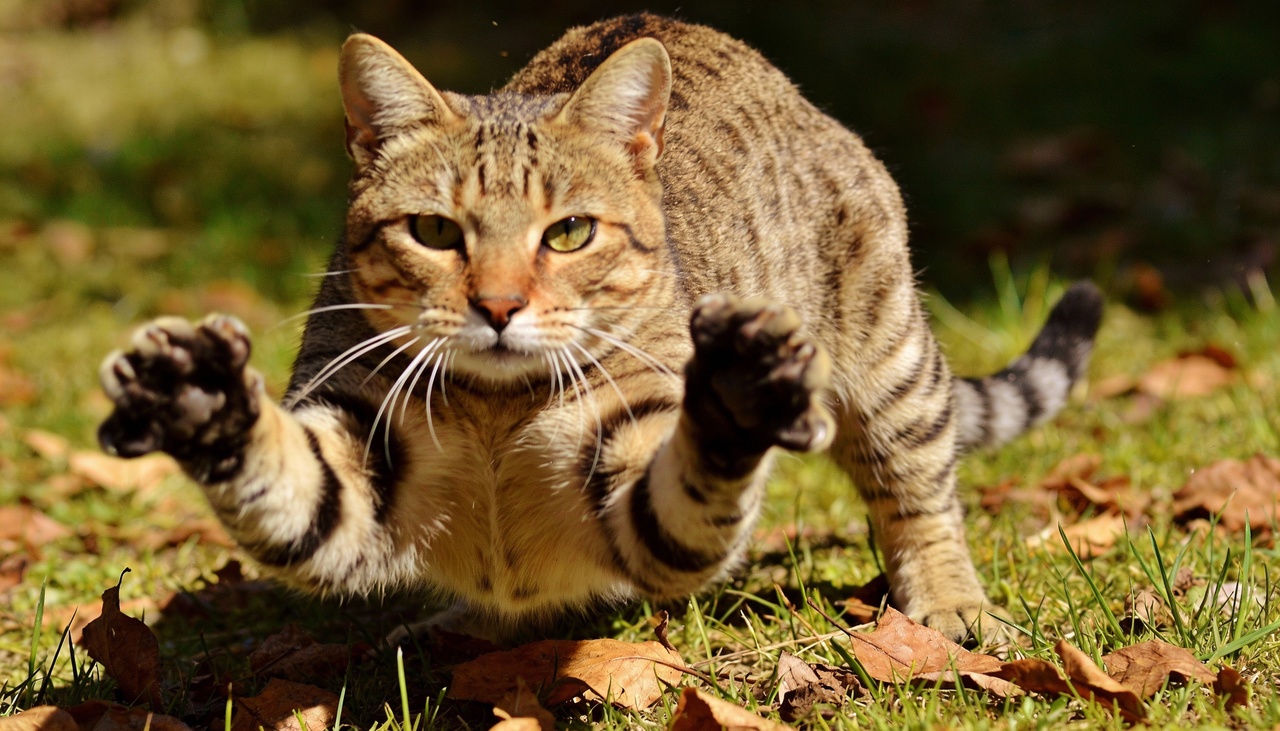 As serpentes utilizam uma técnica de projeção muscular que libera energia acumulada como uma mola sob pressão constante durante o momento da caça