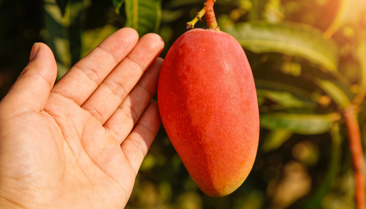 O solo desempenha um papel fundamental no crescimento saudável da sua mangueira palmer cultivada em vasos ou canteiros reduzidos
