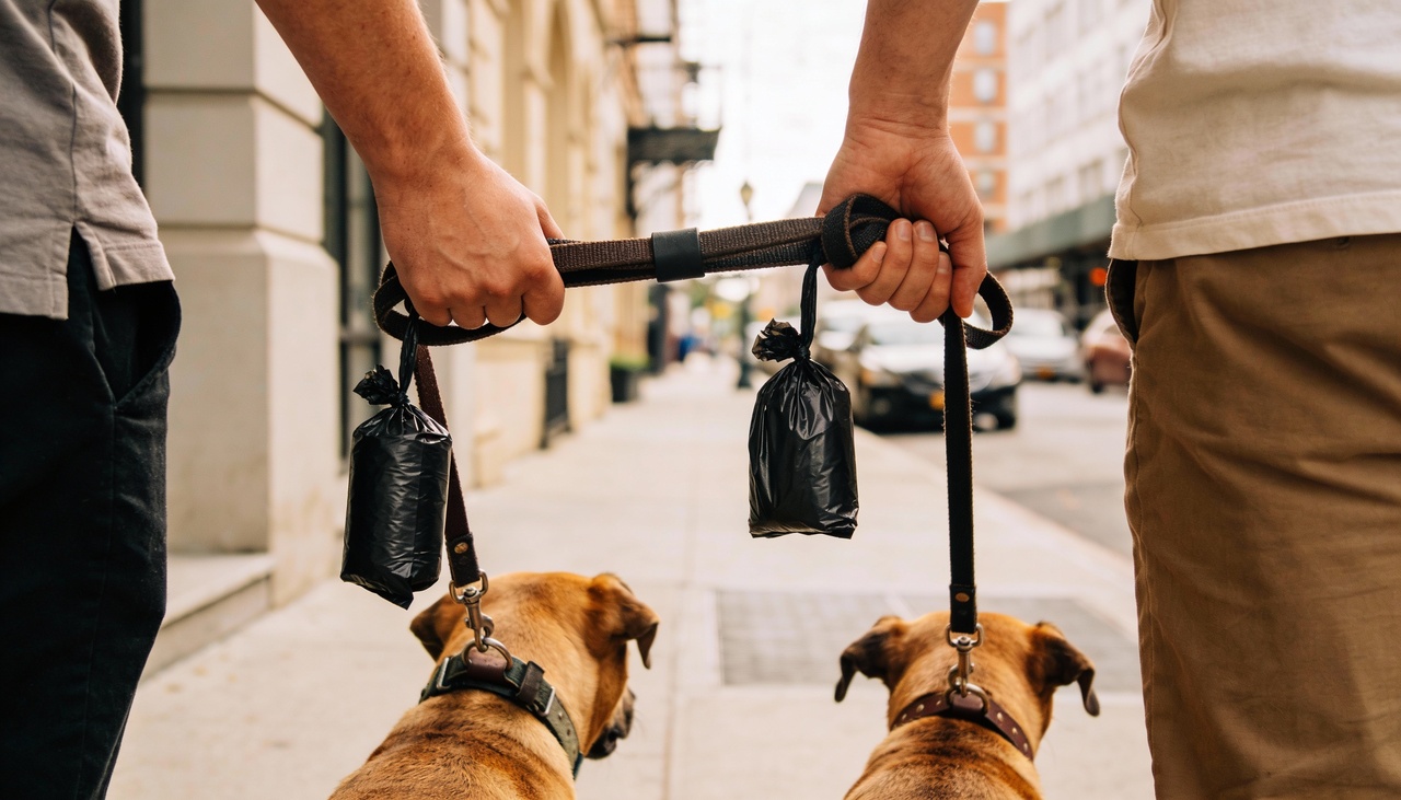 O interessado precisa primeiro mapear os vizinhos que possuem cães e identificar as necessidades específicas de cada raça ou temperamento
