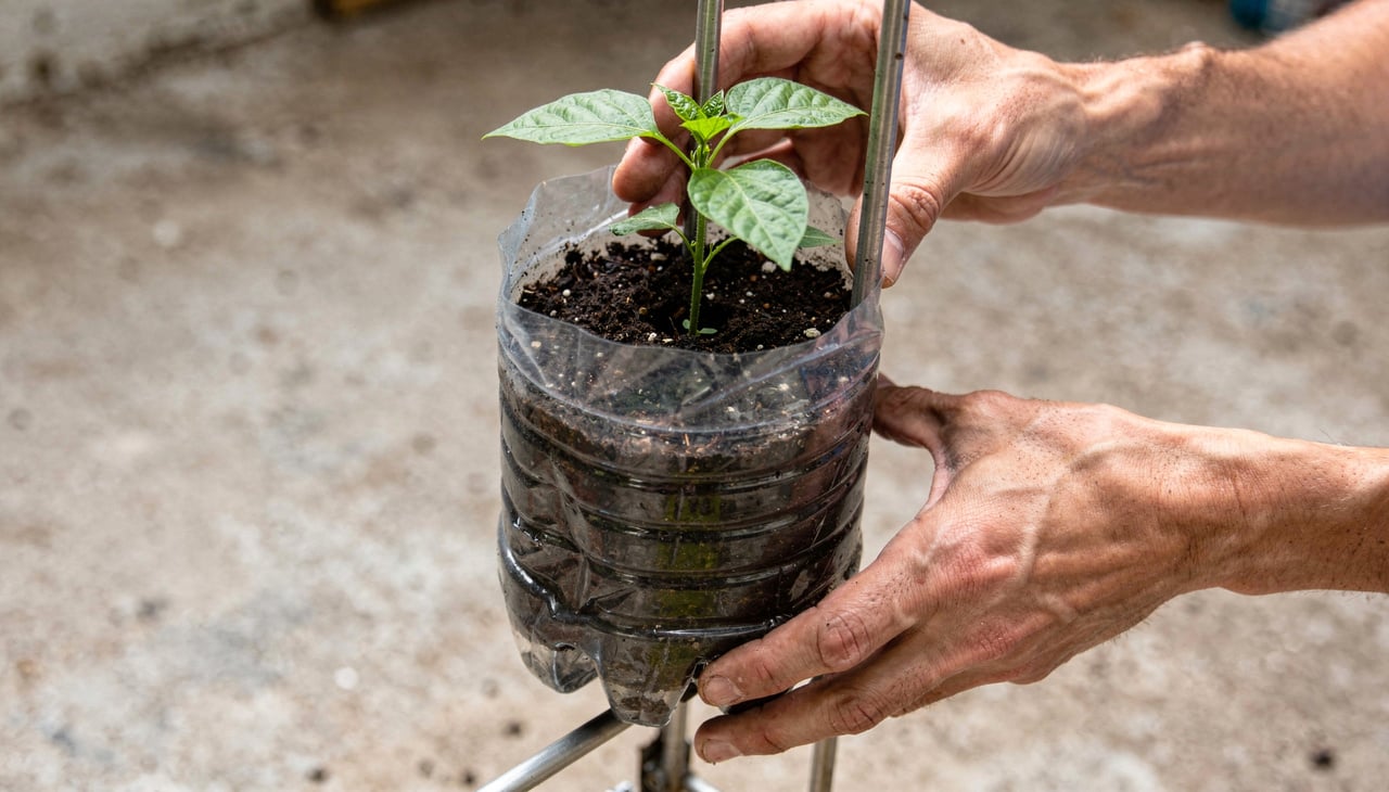 Existem várias formas inovadoras de organizar suas garrafas plásticas para cultivar pimentas aproveitando o espaço vertical