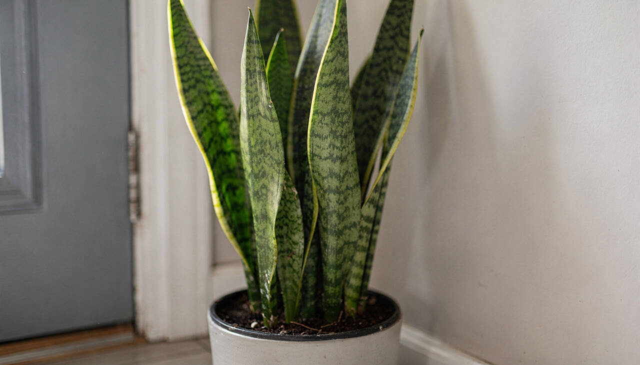 No simbolismo popular, acredita-se que a energia que chega até a residência é “filtrada” pela planta