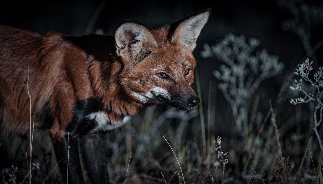 O lobo guará utiliza suas orelhas grandes e extremamente móveis para detectar sons de alta frequência emitidos por roedores