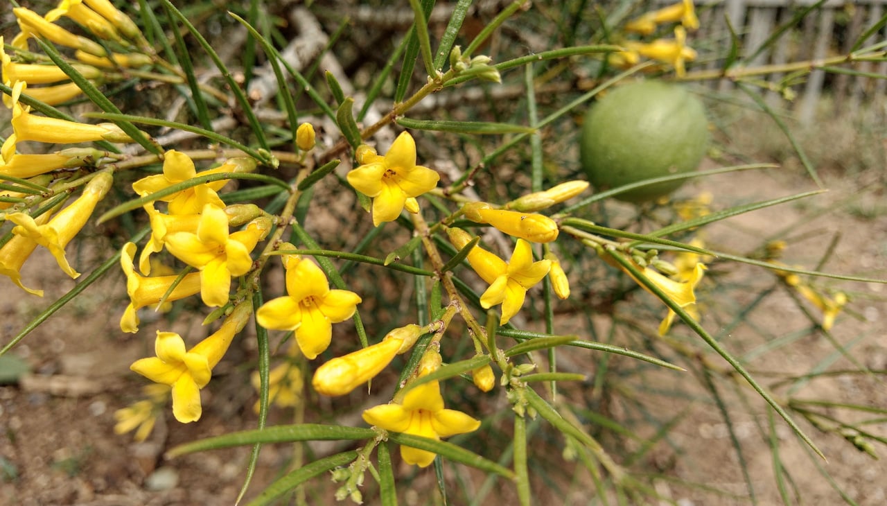 Optar por espécies nativas como o chapéu de napoleão traz vantagens significativas em comparação com plantas exóticas