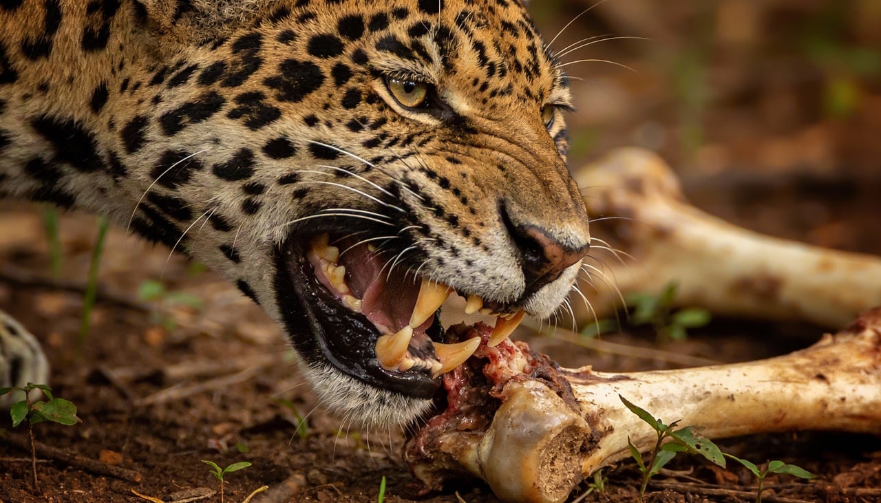 A onça-pintada detém o título incontestável de maior potência mandibular entre os mamíferos do continente americano e do território brasileiro