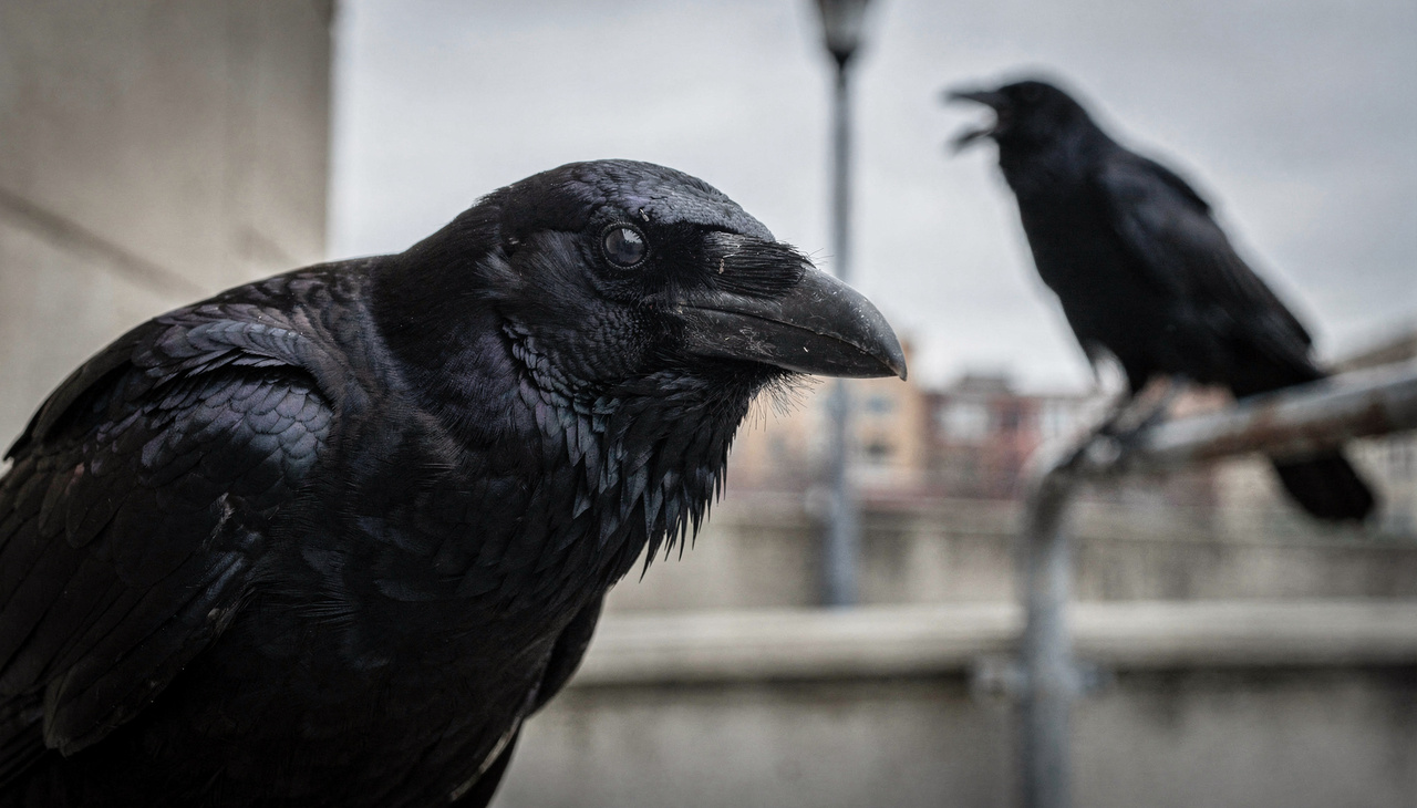 Esses animais apresentam um cérebro proporcionalmente grande em relação ao tamanho do corpo