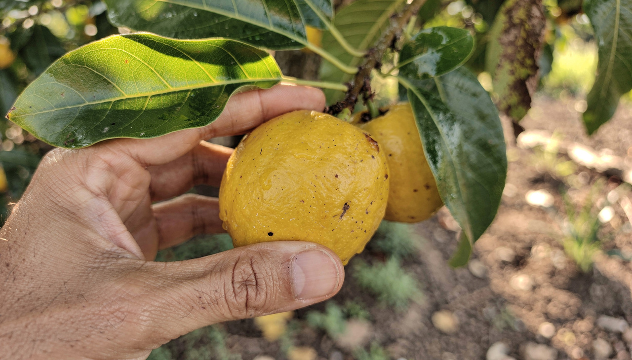 Para iniciar o plantio, o jardineiro precisa escolher um local que receba luz solar direta durante a maior parte do dia