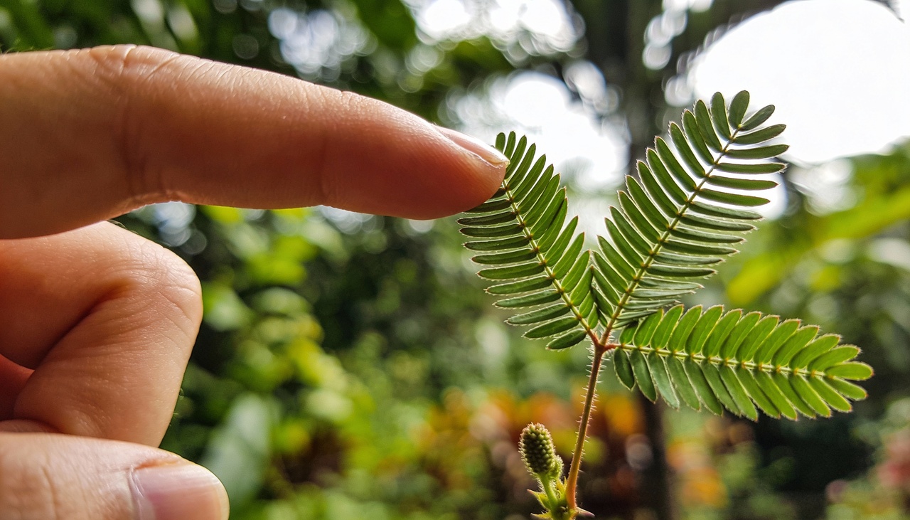 Para entender esse processo, precisamos observar os pulvinos, que são órgãos motores localizados na base das folhas