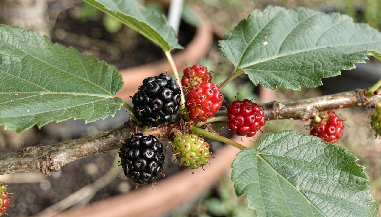 Para iniciar o plantio, o jardineiro deve escolher um local que receba luz solar direta por pelo menos seis horas diárias
