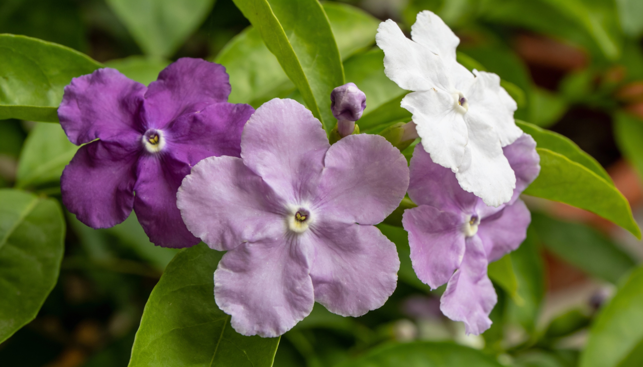 Escolha local que receba sol pleno ou meia sombra pelo menos metade do dia para garantir floração abundante e colorida