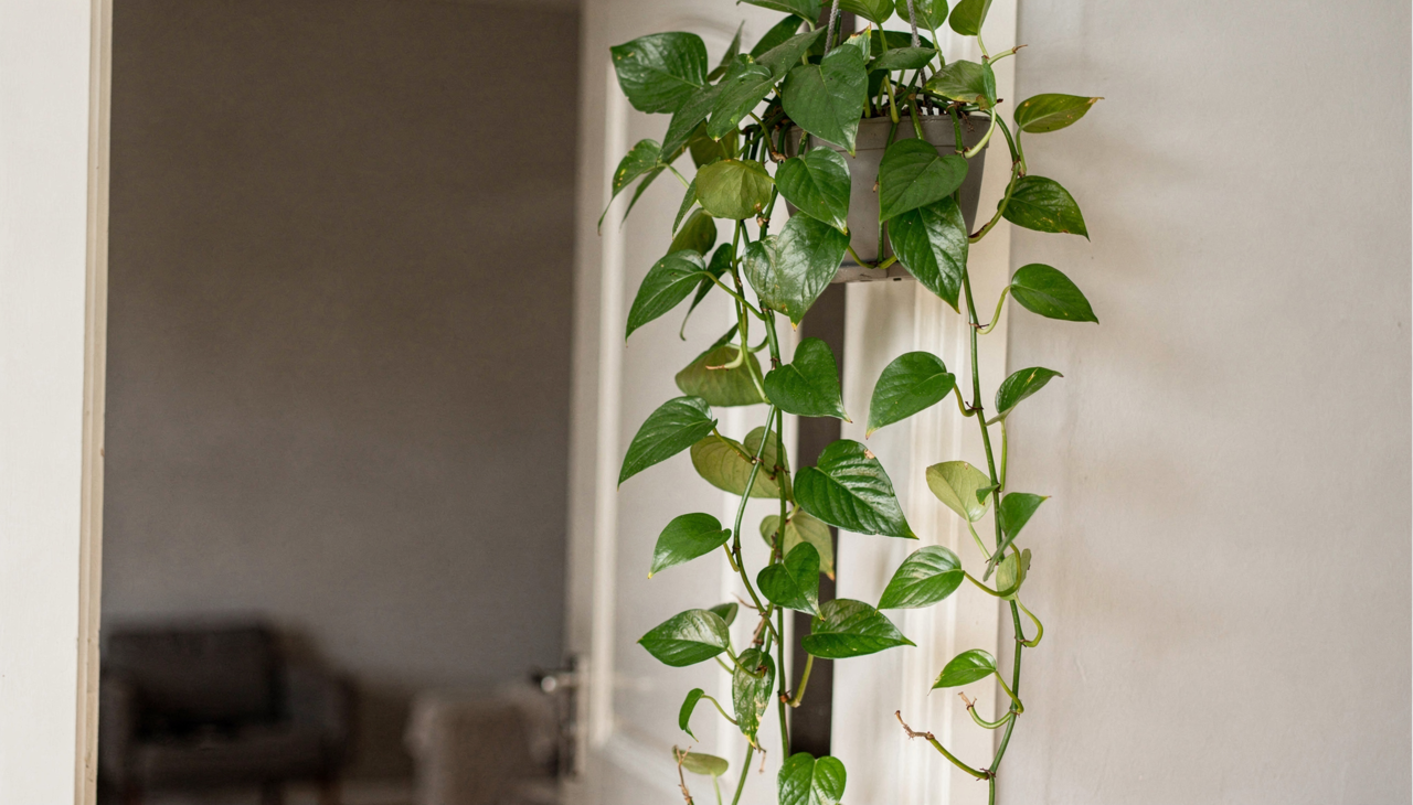 Jiboia perto da porta unindo tradição do feng shui e benefícios práticos para o lar