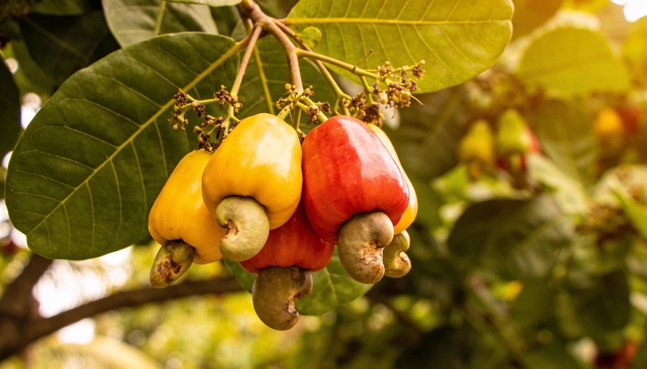 O cajueiro se destaca como uma das árvores mais generosas da flora nacional para espaços residenciais amplos