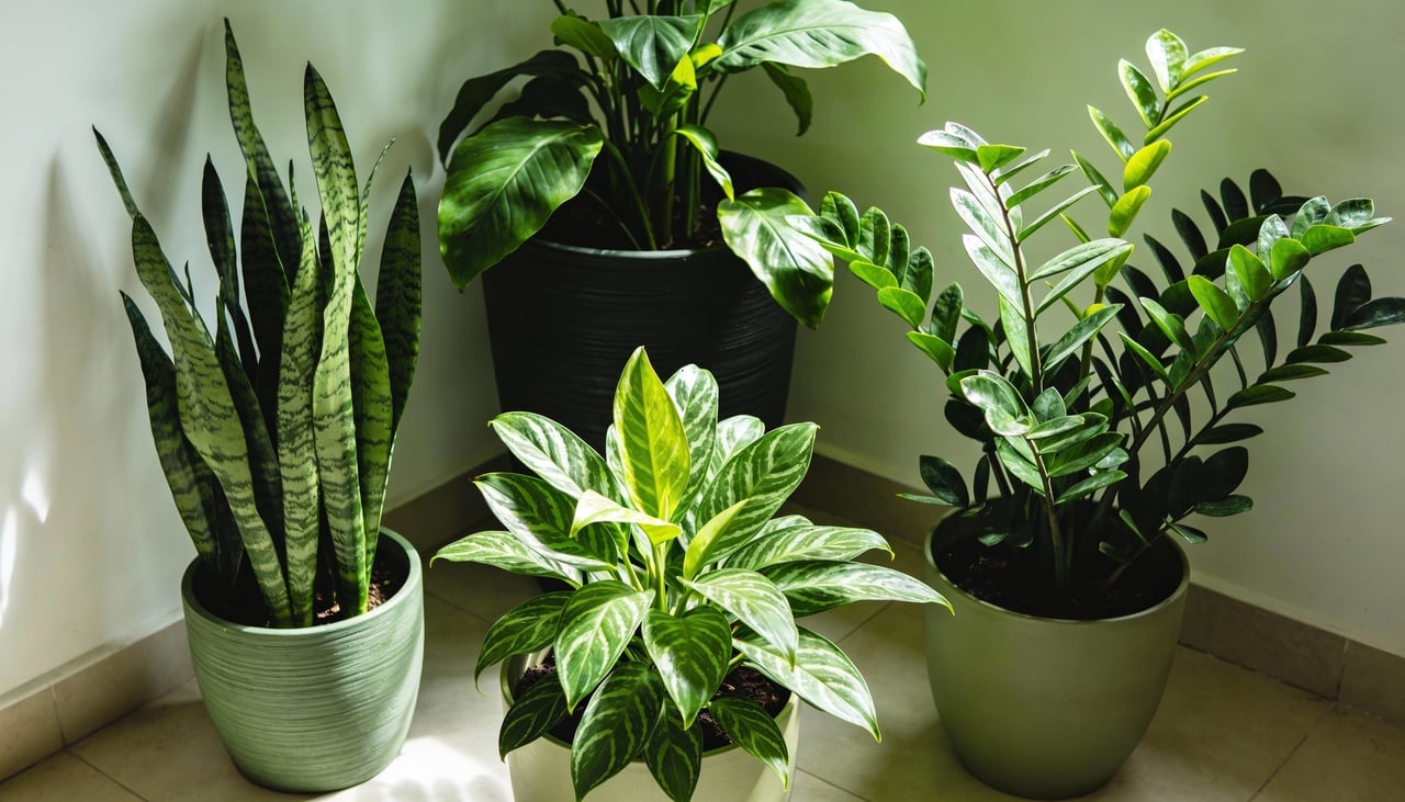 Colocar plantas próximas às janelas que recebem sol direto cria uma barreira natural contra o calor externo