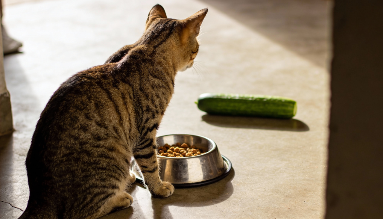 Para entender essa reação, precisamos observar como os gatos percebem o ambiente ao seu redor durante momentos de relaxamento