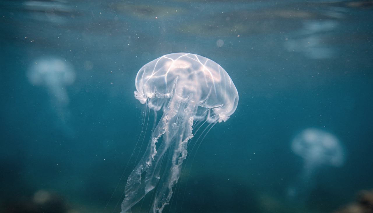 A água-viva Turritopsis dohrnii é o exemplo mais famoso de criatura capaz de reverter seu ciclo de vida ao estágio de pólipo