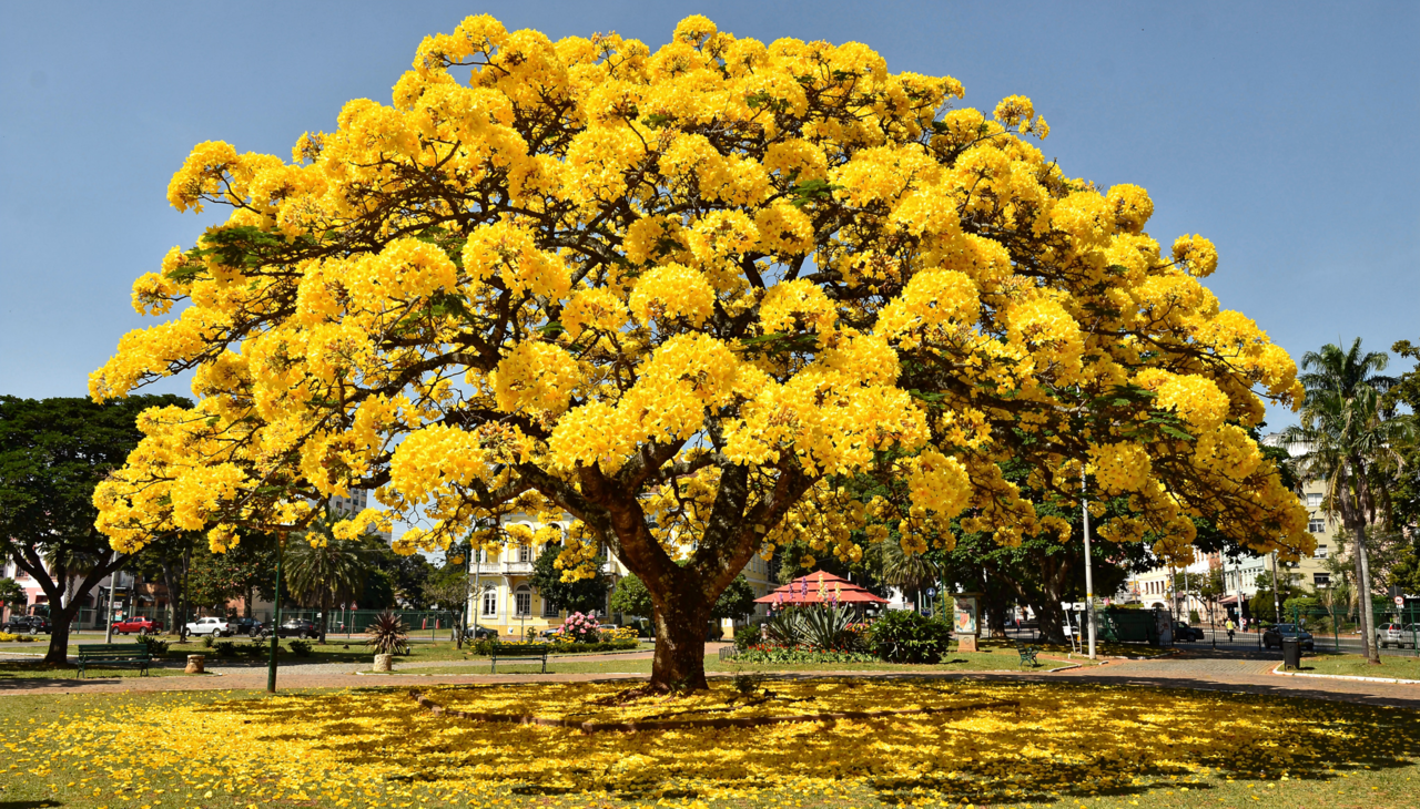O plantio correto exige um local com luz solar plena durante o dia inteiro