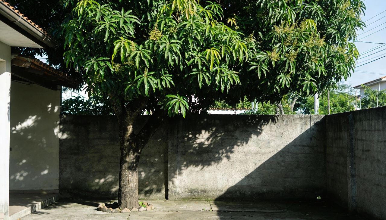Posicione a árvore do lado oeste ou noroeste da casa para bloquear o sol intenso da tarde