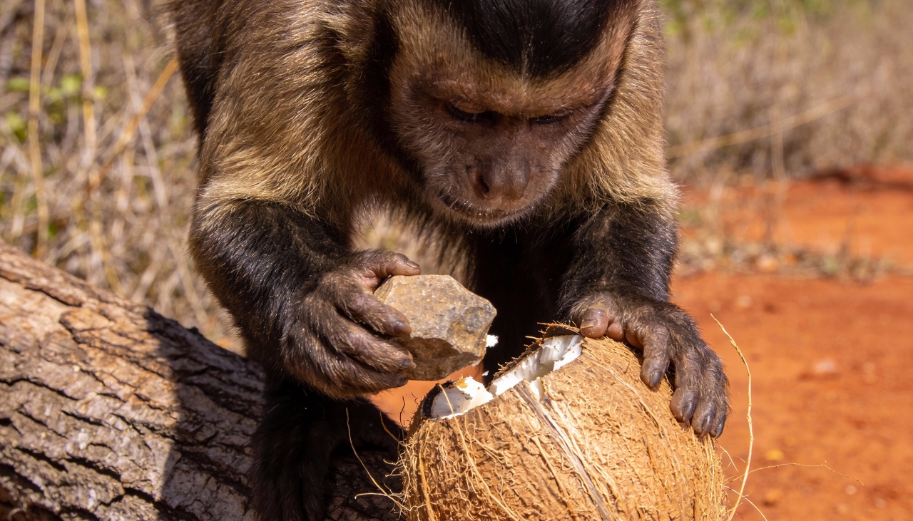 Algumas espécies de aves realizam rituais de acasalamento tão elaborados que envolvem coreografias sincronizadas e limpeza meticulosa do solo