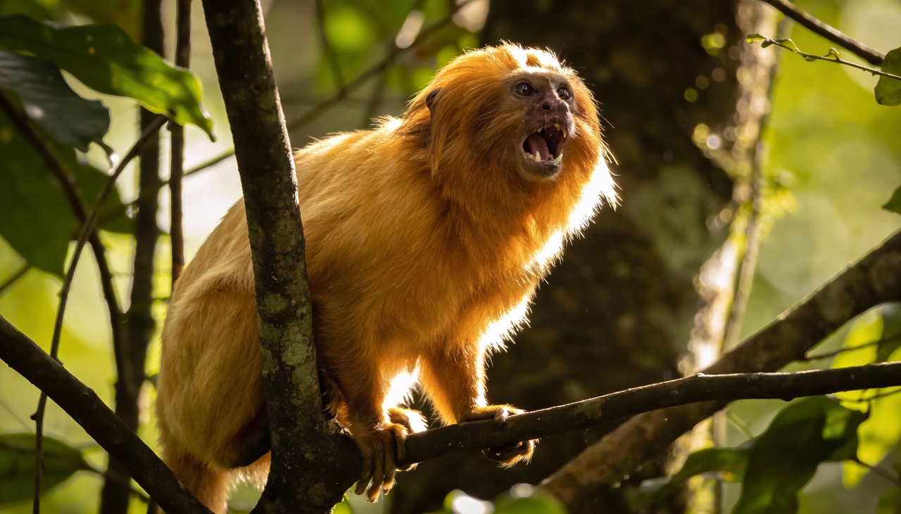 Os micos-leões utilizam sons variados que funcionam como um código secreto e eficiente entre todos os membros do grupo