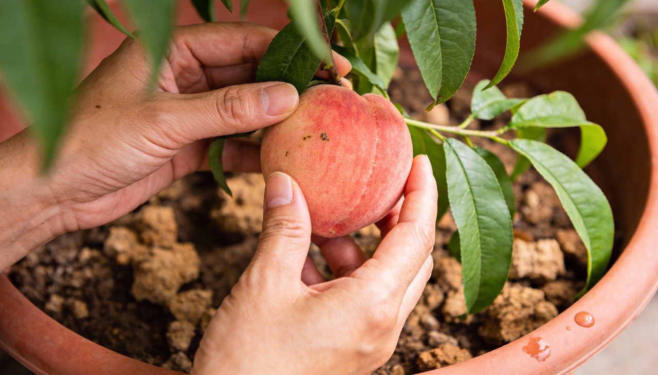 A irrigação correta mantém a umidade necessária sem encharcar o sistema radicular sensível desta planta de clima temperado