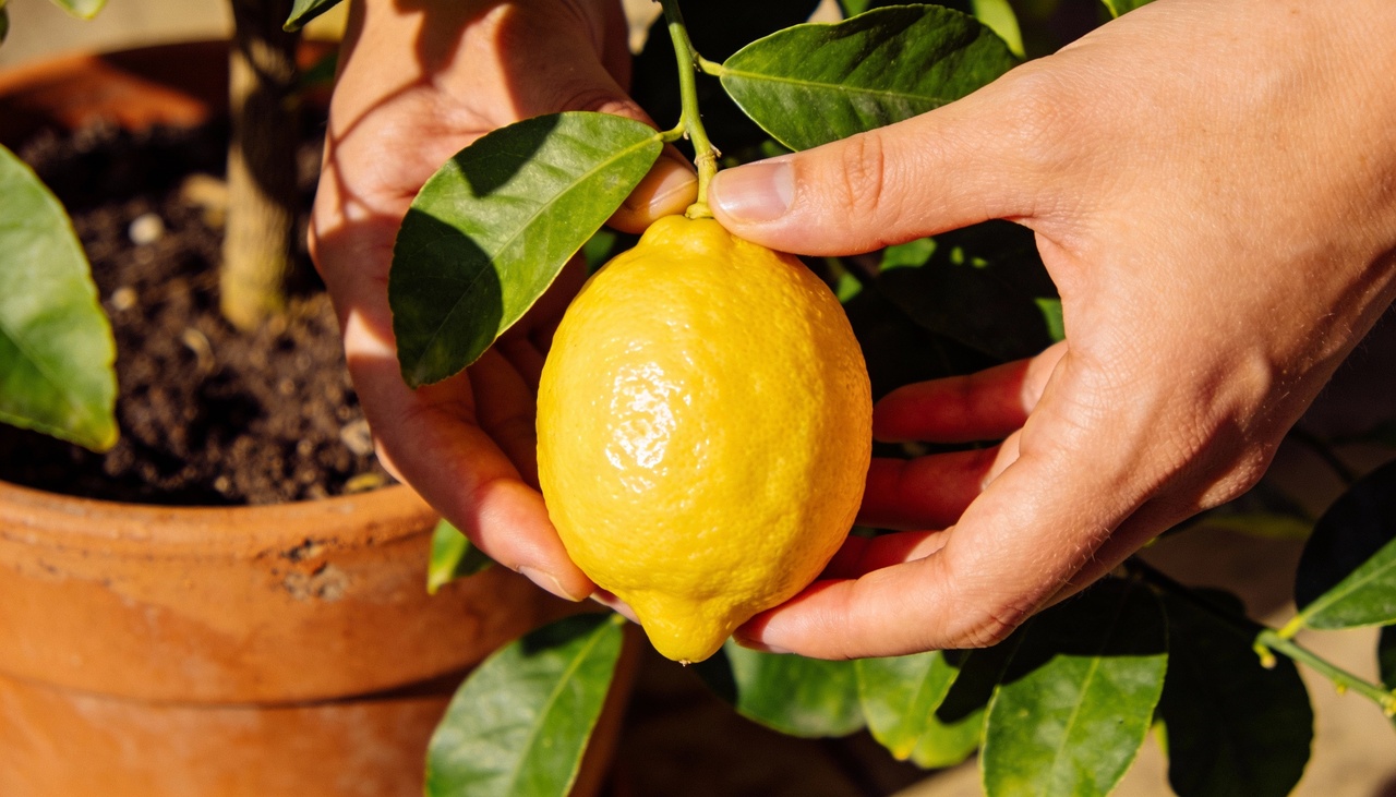 Para iniciar o plantio, o jardineiro deve escolher um local que receba luz solar direta por pelo menos seis horas diárias