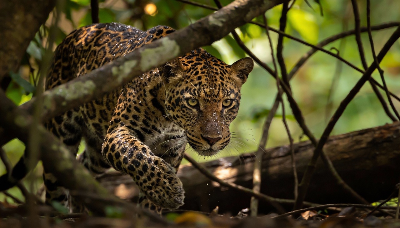 Diferente de outros grandes felinos mundiais, a onça ataca diretamente o crânio de suas vítimas com uma força esmagadora