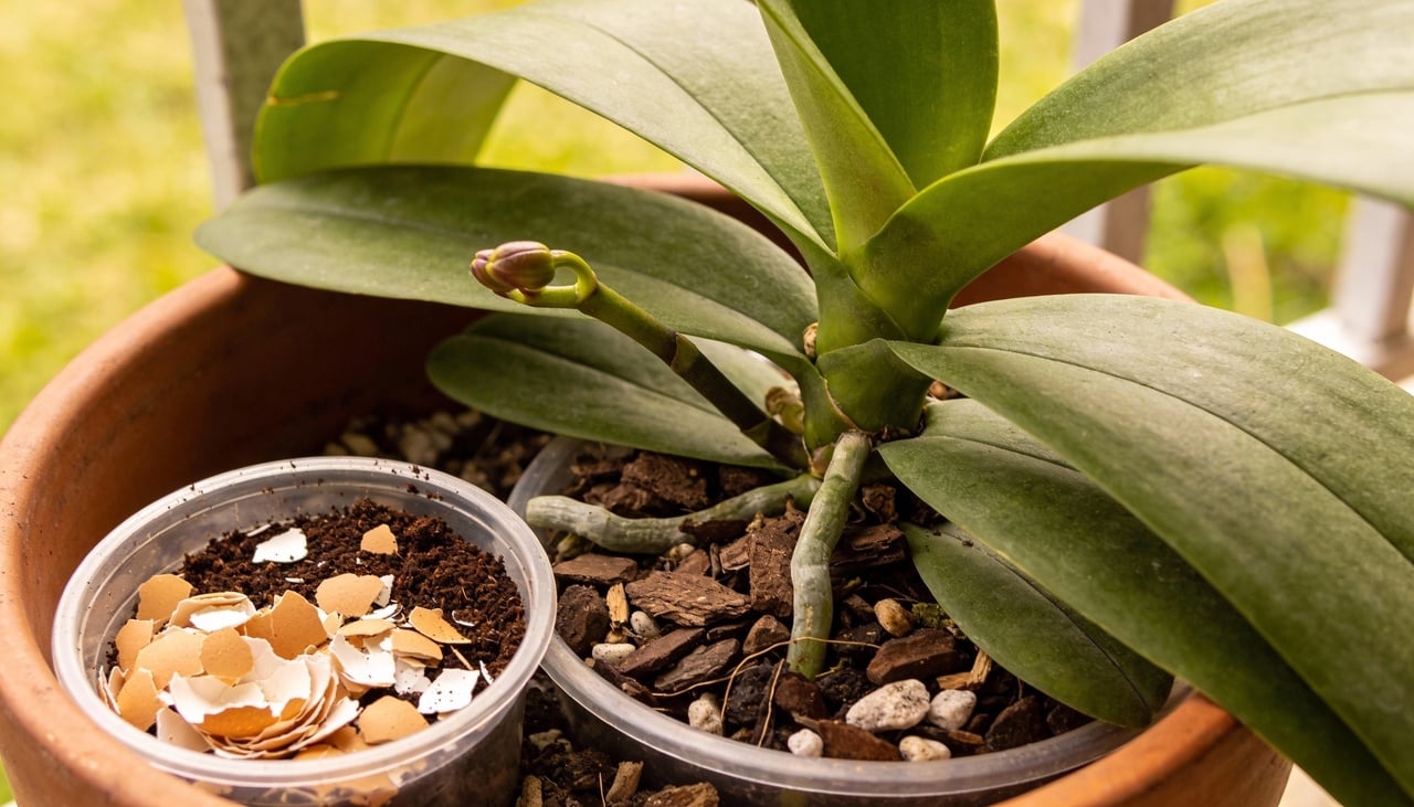 O preparo deste fertilizante exige apenas cascas de ovos secas e borra de café usada, pois esses itens fornecem cálcio e nitrogênio
