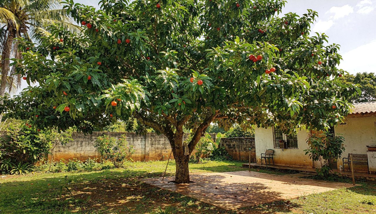 Cultivar essa espécie garante um ambiente muito mais agradável e fresco durante os dias quentes de verão intenso no Brasil