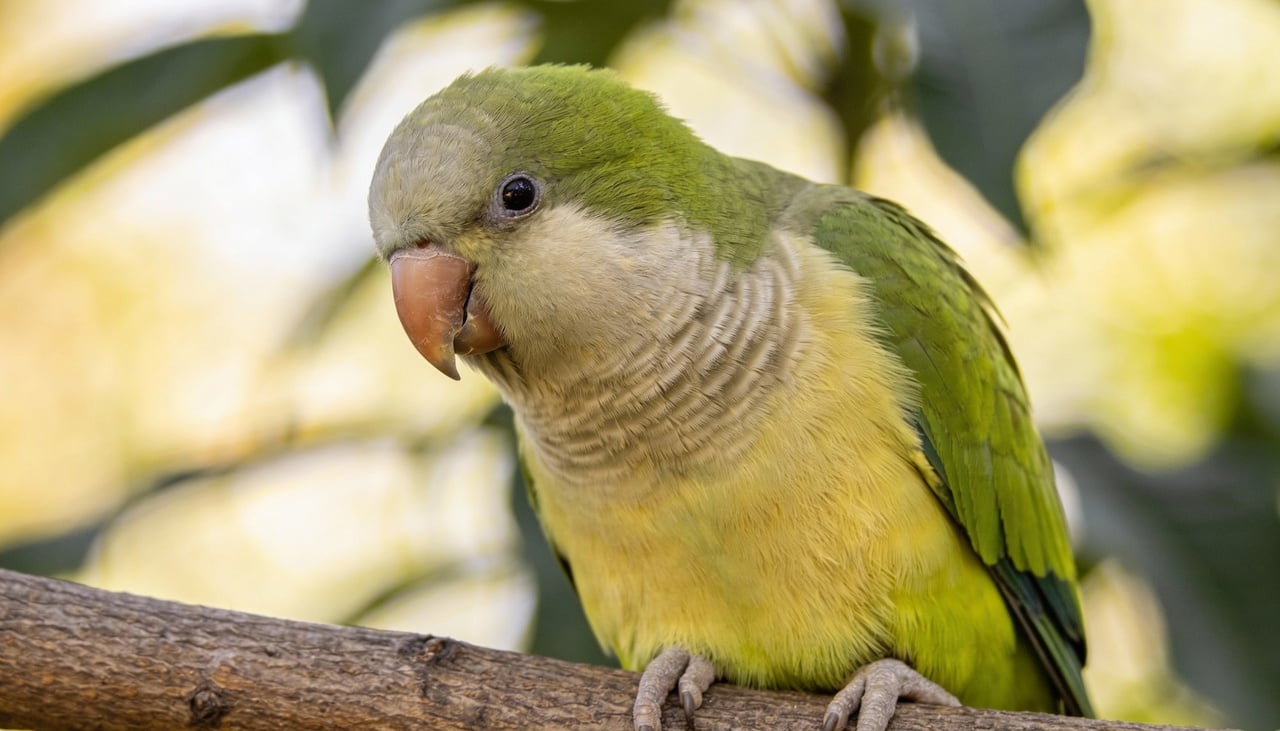 Para a ciência, o termo mais adequado para designar um filhote de papagaio é simplesmente “filhote” ou “ave jovem”