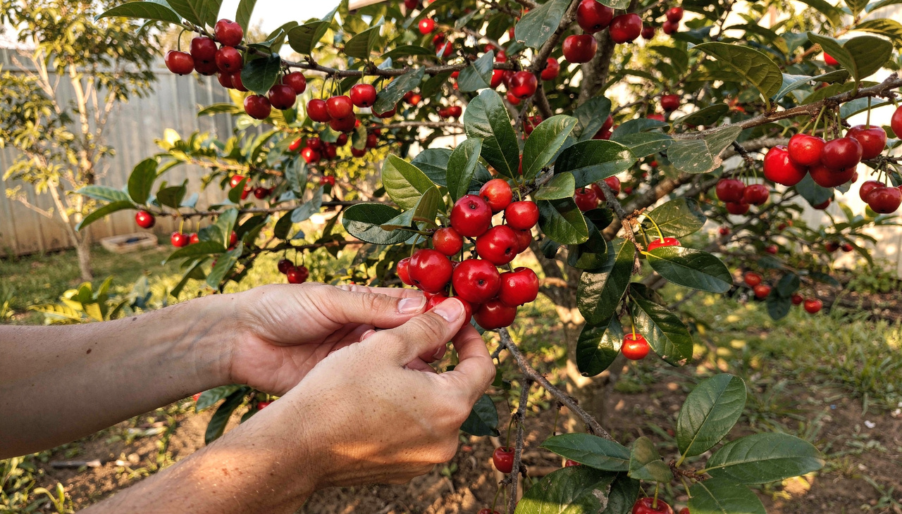 Cultivar essa espécie garante um ambiente muito mais agradável e fresco durante os dias quentes de verão intenso no Brasil