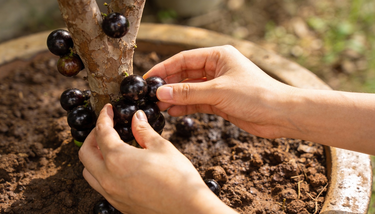 O plantio exige a escolha de um local que receba luz solar direta durante a maior parte do dia para garantir a doçura dos frutos