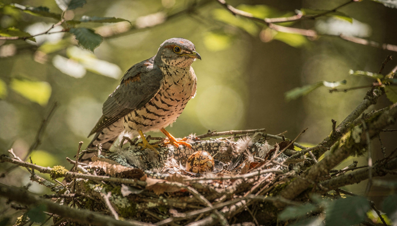 A fêmea do cuco observa atentamente os ninhos das aves hospedeiras para escolher o momento exato da invasão