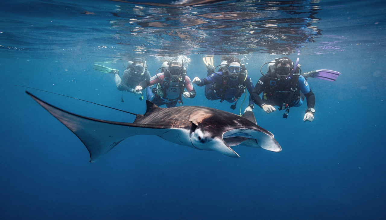 O controle preciso da flutuabilidade e do ângulo de ataque das nadadeiras faz com que o movimento pareça uma dança coreografada perfeitamente.